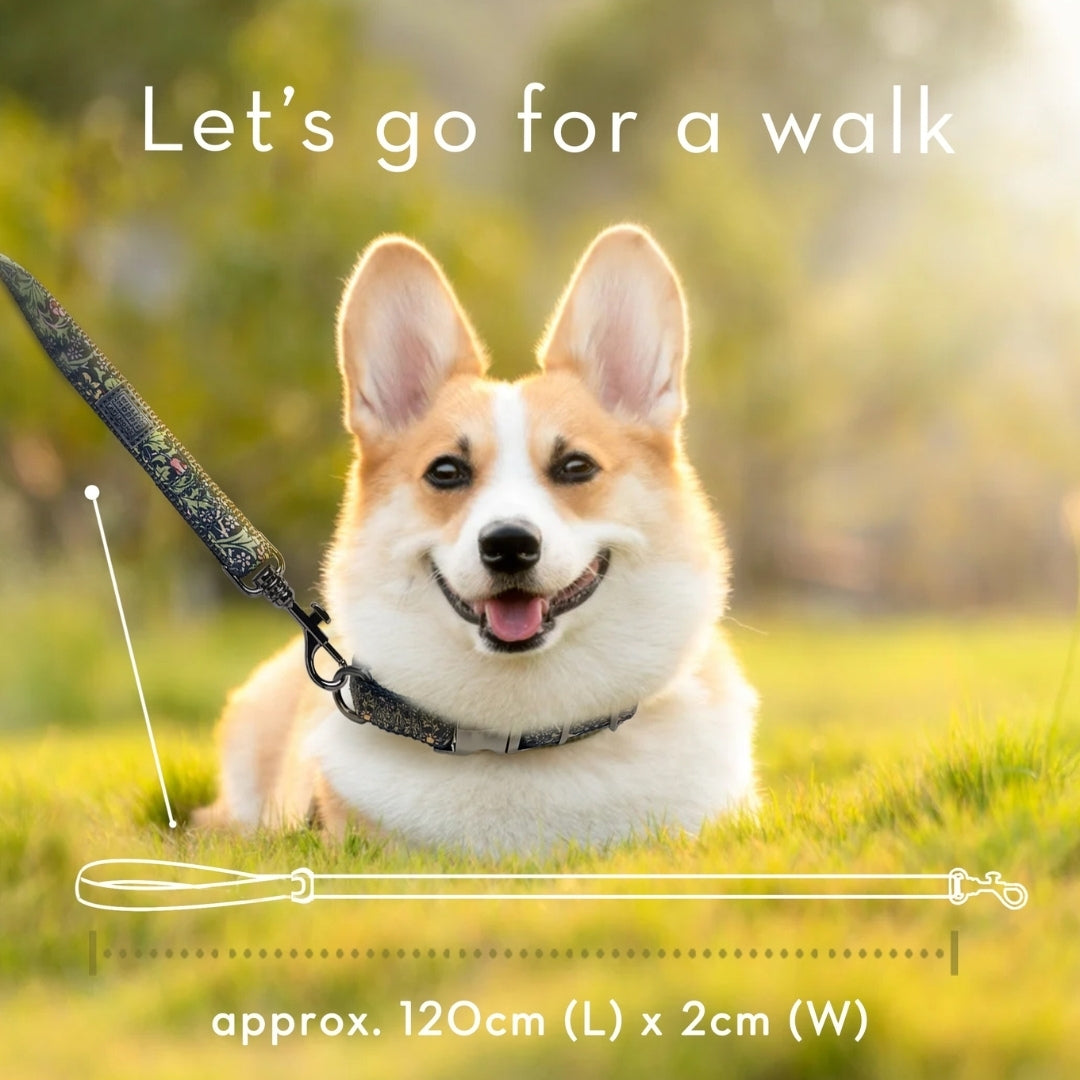 Canine Companion Dog Lead